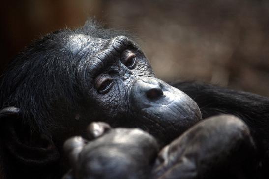 Bonobo Zoo Frankfurt am Main 2011