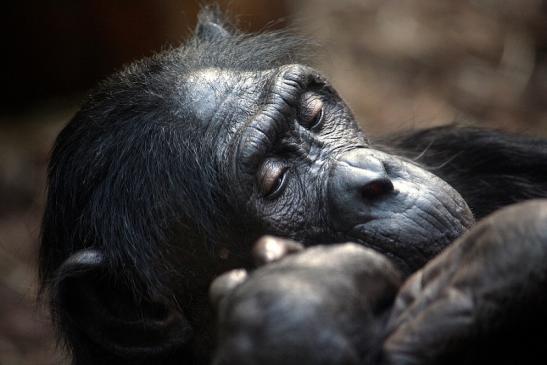 Bonobo Zoo Frankfurt am Main 2011