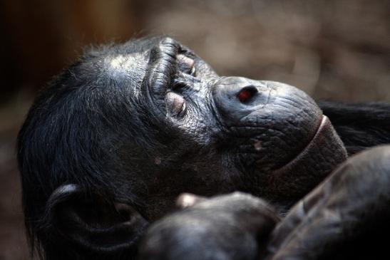 Bonobo Zoo Frankfurt am Main 2011