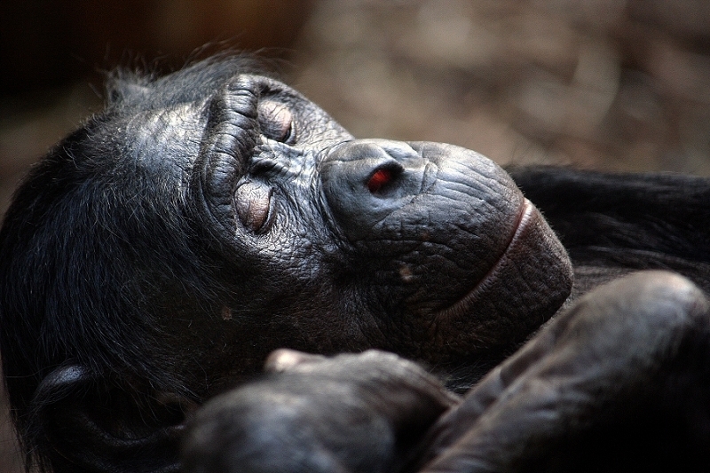 Bonobo Zoo Frankfurt am Main 2011