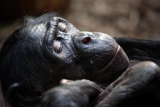 Bonobo Zoo Frankfurt am Main 2011