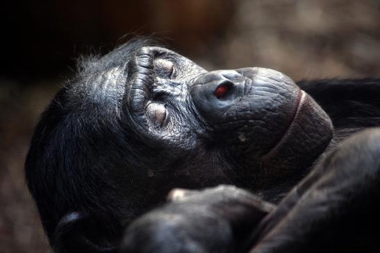 Bonobo Zoo Frankfurt am Main 2011