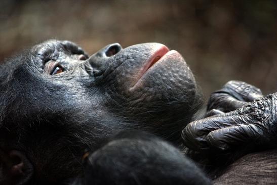 Bonobo Zoo Frankfurt am Main 2011