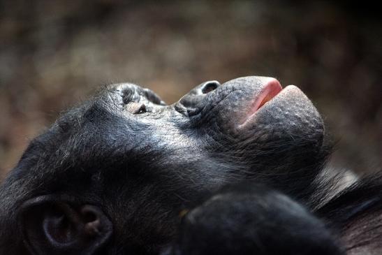 Bonobo Zoo Frankfurt am Main 2011