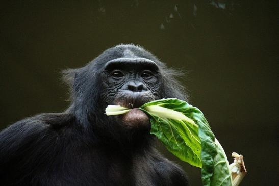 Bonobo Zoo Frankfurt am Main 2011