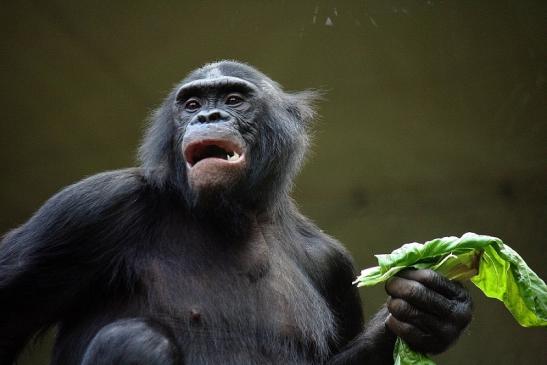 Bonobo Zoo Frankfurt am Main 2011