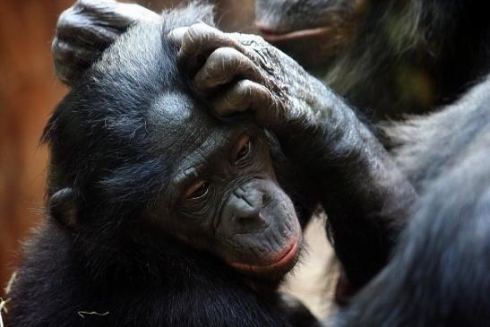 Bonobo Zoo Frankfurt am Main 2011