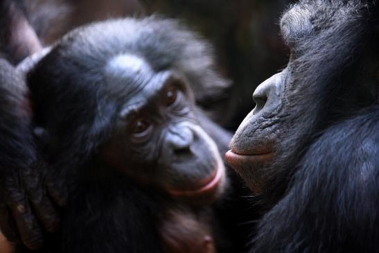 Bonobo Zoo Frankfurt am Main 2011