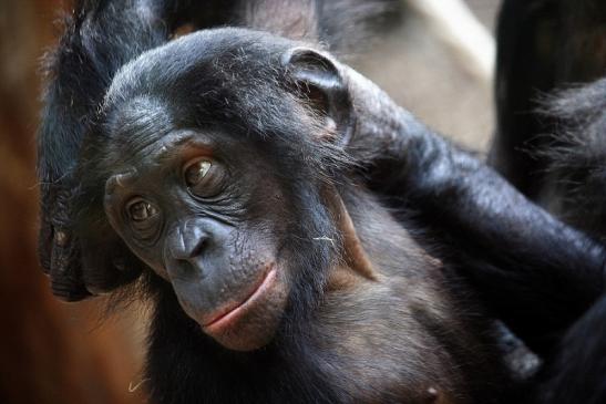 Bonobo Zoo Frankfurt am Main 2011