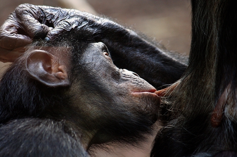 Bonobo Zoo Frankfurt am Main 2011