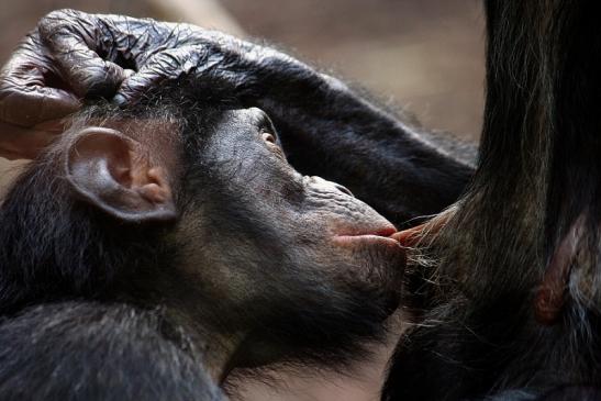 Bonobo Zoo Frankfurt am Main 2011