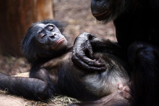 Bonobo Zoo Frankfurt am Main 2011