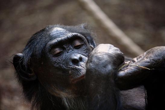 Bonobo Zoo Frankfurt am Main 2011