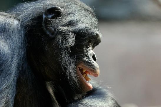 Bonobo Zoo Frankfurt am Main 2012