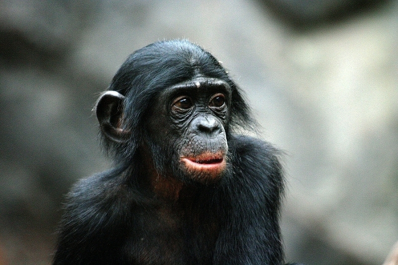 Bonobo Zoo Frankfurt am Main 2012