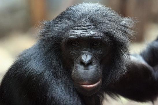 Bonobo Zoo Frankfurt am Main 2012