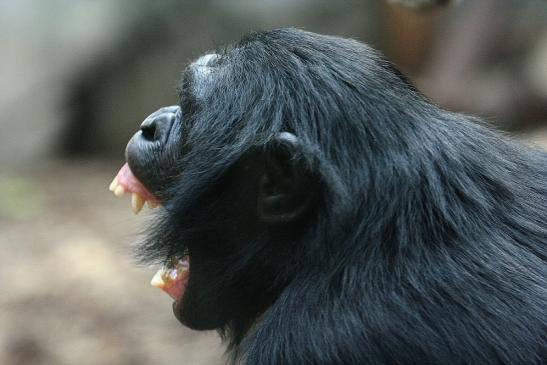 Bonobo Zoo Frankfurt am Main 2012