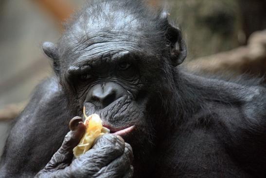 Bonobo Zoo Frankfurt am Main 2012