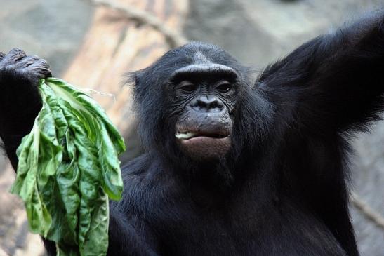 Bonobo Zoo Frankfurt am Main 2012