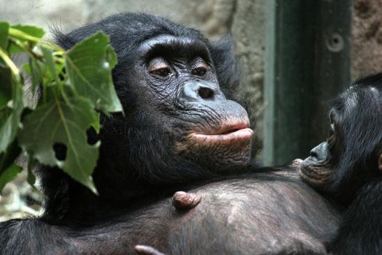 Bonobo Zoo Frankfurt am Main 2012