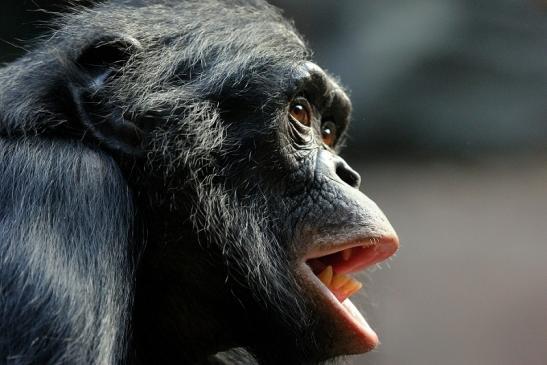 Bonobo Zoo Frankfurt am Main 2012