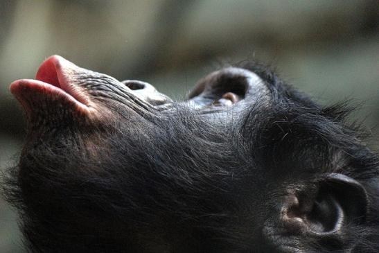 Bonobo Zoo Frankfurt am Main 2012