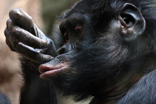 Bonobo Zoo Frankfurt am Main 2012