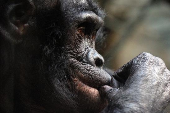 Bonobo Zoo Frankfurt am Main 2012