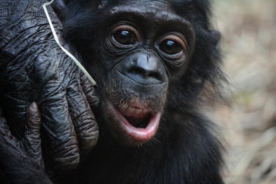 Bonobo Zoo Frankfurt am Main 2012