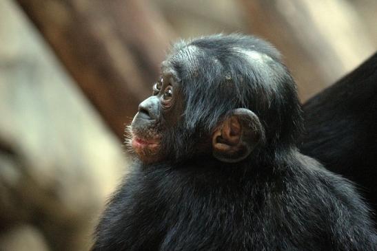 Bonobo Zoo Frankfurt am Main 2012