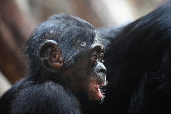 Bonobo Zoo Frankfurt am Main 2012