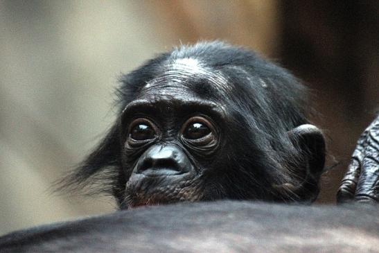 Bonobo Zoo Frankfurt am Main 2012