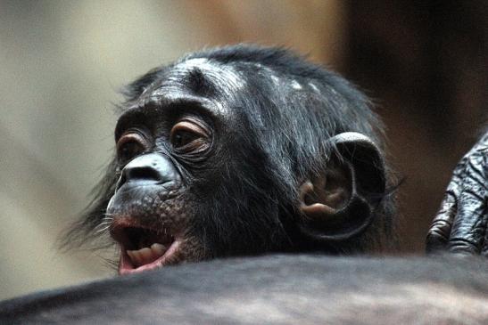 Bonobo Zoo Frankfurt am Main 2012