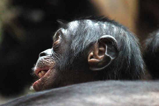 Bonobo Zoo Frankfurt am Main 2012