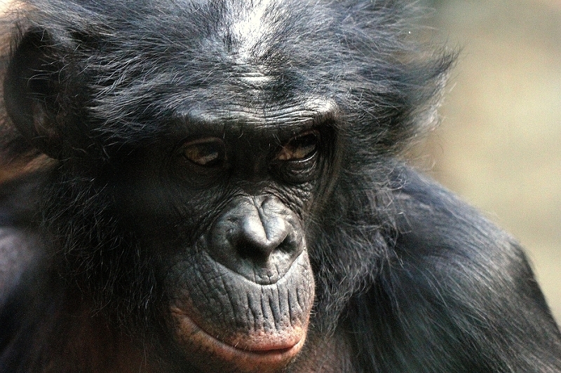 Bonobo Zoo Frankfurt am Main 2012