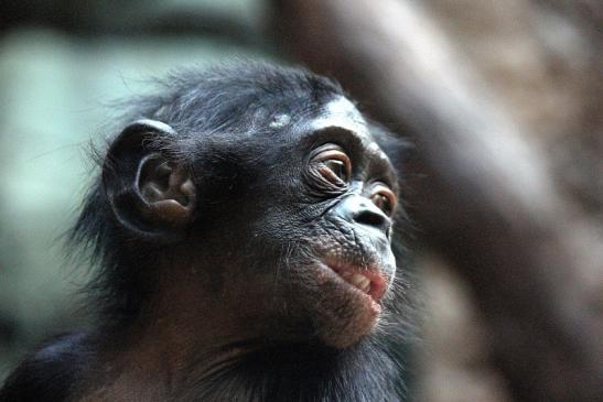 Bonobo Zoo Frankfurt am Main 2012