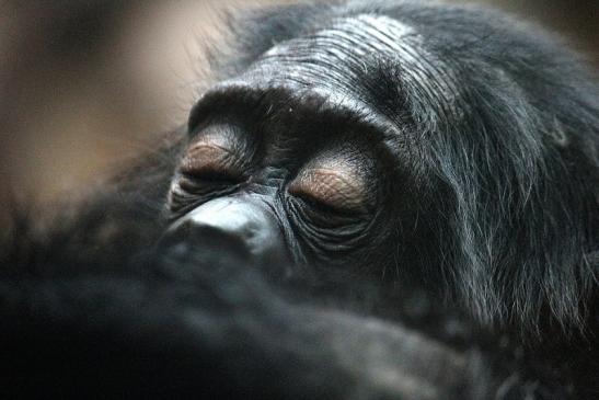 Bonobo Zoo Frankfurt am Main 2012