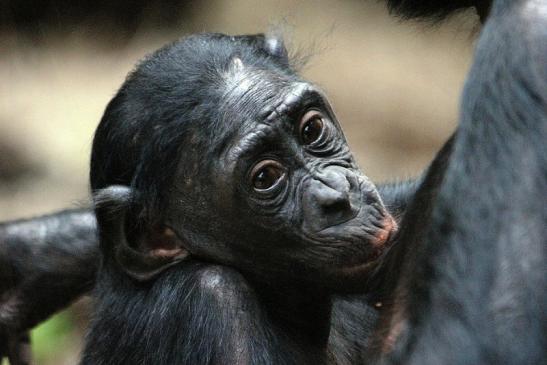 Bonobo Zoo Frankfurt am Main 2012