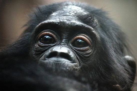 Bonobo Zoo Frankfurt am Main 2012