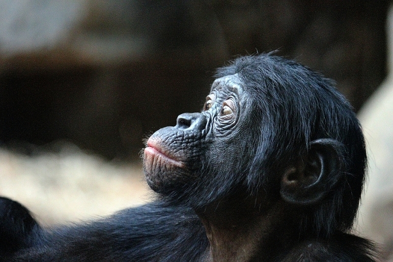 Bonobo Zoo Frankfurt am Main 2012