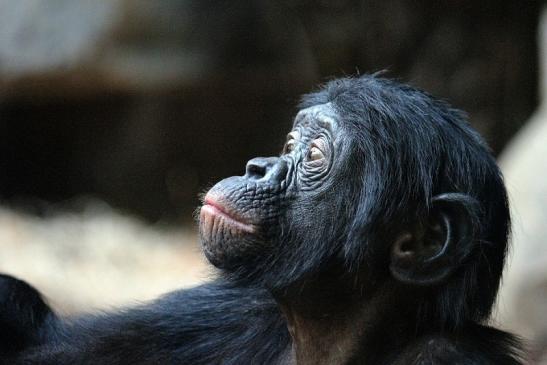 Bonobo Zoo Frankfurt am Main 2012