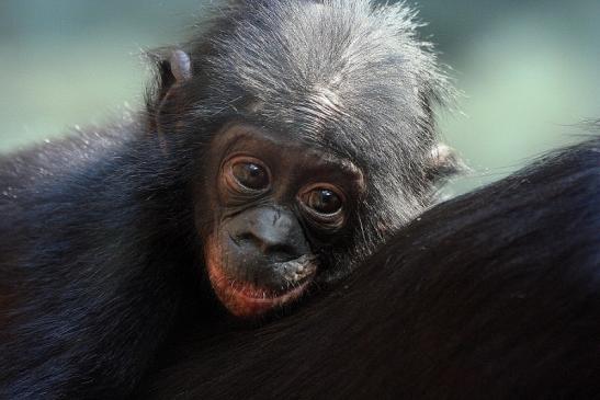 Bonobo Zoo Frankfurt am Main 2012