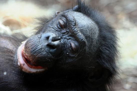 Bonobo Zoo Frankfurt am Main 2012