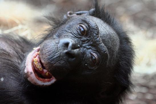 Bonobo Zoo Frankfurt am Main 2012