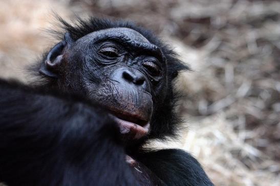 Bonobo Zoo Frankfurt am Main 2012