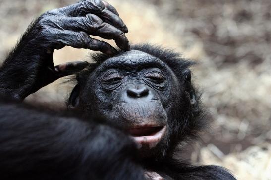 Bonobo Zoo Frankfurt am Main 2012