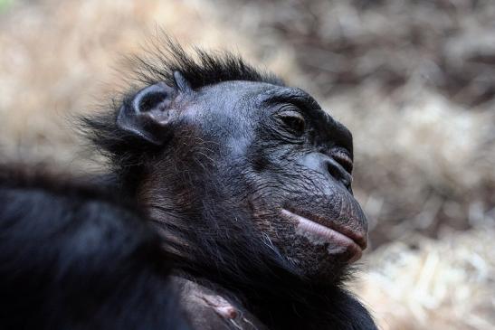 Bonobo Zoo Frankfurt am Main 2012