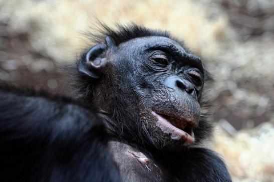 Bonobo Zoo Frankfurt am Main 2012