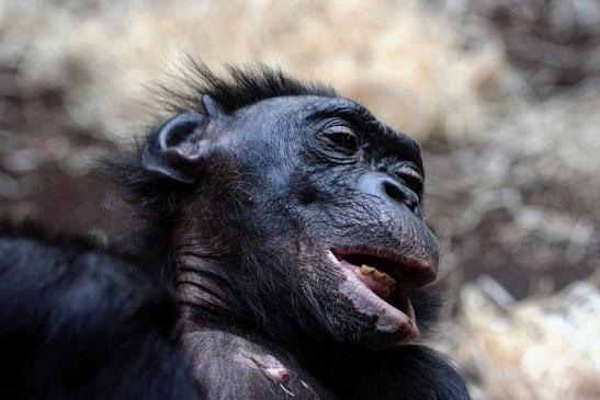 Bonobo Zoo Frankfurt am Main 2012