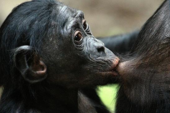 Bonobo Zoo Frankfurt am Main 2012